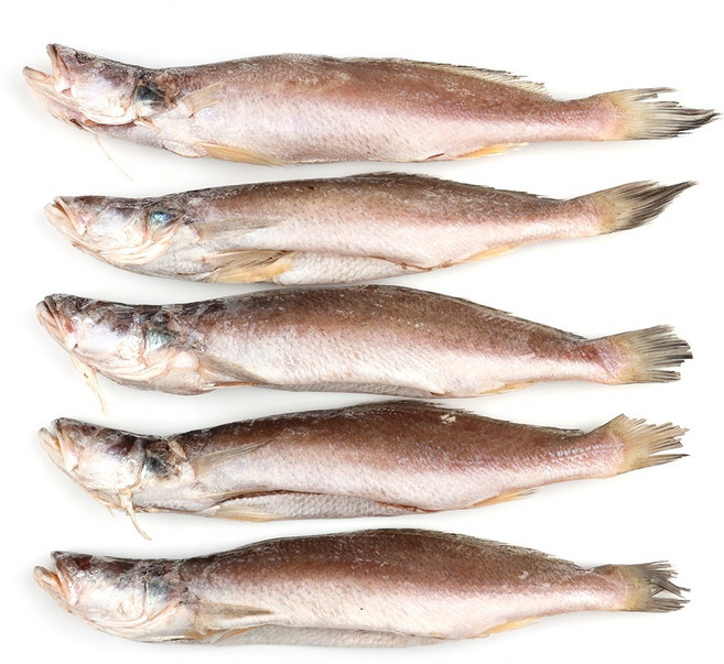 민어조기(뾰조기)4P 29~31cm전후 5마리 뾰족조기