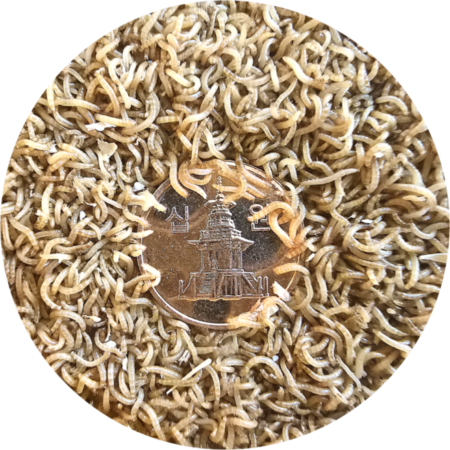 밀웜나라 극소밀웜 약 0.5cm 200마리, 5g, 3개