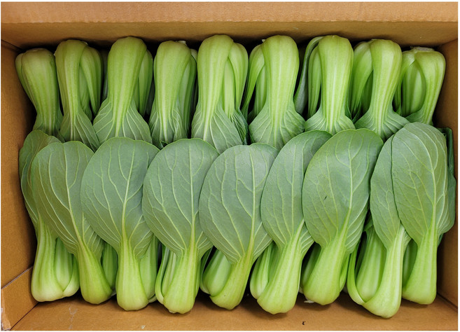 야채왕 청경채 4kg 박스(실중량3.8~4KG), 1개