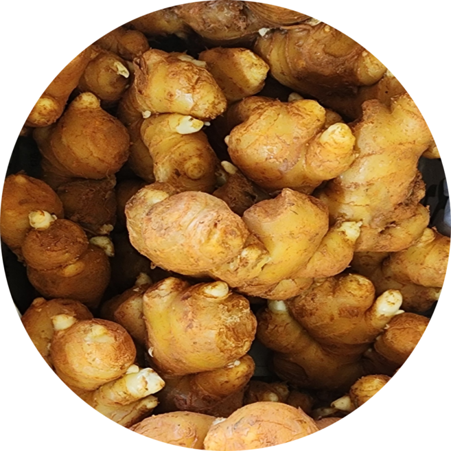 생강 종자 종자용 씨생강 국산 1kg, 1개, 씨생강-(개량종) 1kg, 흙생강-종자용