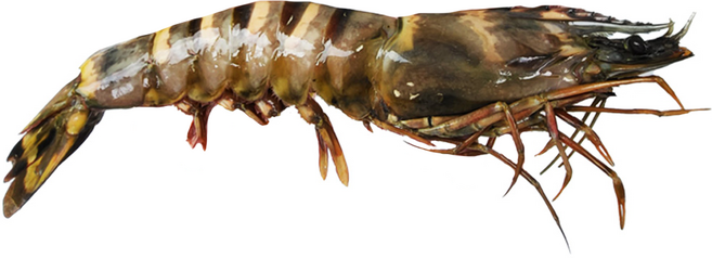 킹 블랙타이거 새우 냉동 왕새우, 1마리 [180g~220g], 1개