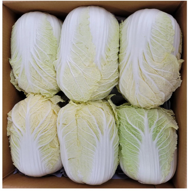 야채왕 국내산 알배기 배추 쌈배추 12통 박스-무료배송, 300mg, 12개