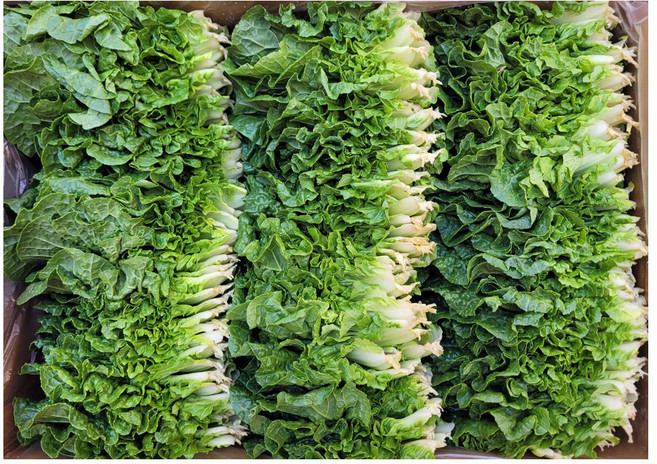 야채왕 쌈배추 쌈추 1kg(0.9~1kg) 박스, 1kg, 1개