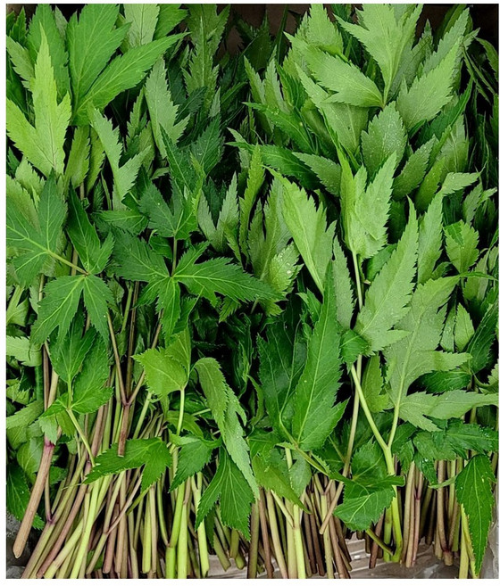 야채왕 당귀 500g 당귀잎, 1개