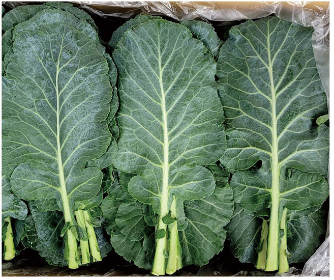 야채왕 쌈케일 1kg 건강주스 쌈채소, 1개