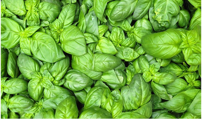 야채왕 특가바질 1kg 판매(실중량0.9~1KG) 상세내용 확인필수!, 1개