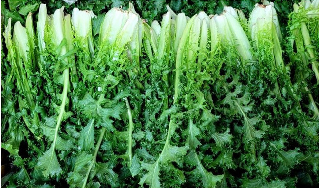 치커리 2kg ( 실중량 1.8k ~ 2k) 박스, 1.8kg, 1개