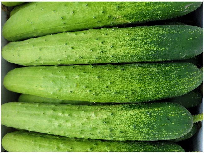 야채왕 백오이 10개