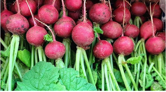 야채왕 샐러드 적환 1kg 레디쉬 적환무 래디쉬 래디시 빨간무, 1개