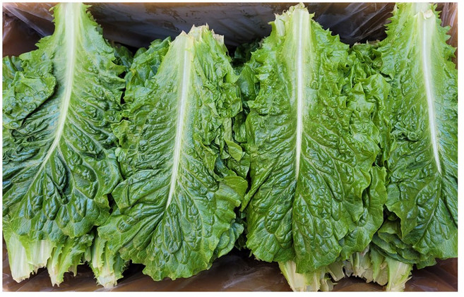 야채왕 로메인 상추 중량별 100g/300g /1kg /2kg(1.8~2kg) 박스, 로메인1kg, 1개