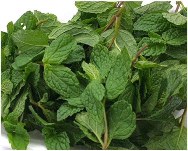 야채왕 애플민트 1팩 허브 생잎 민트, 1개