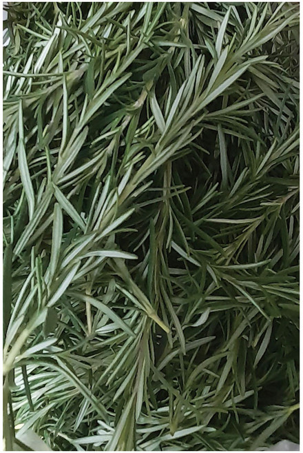 야채왕 로즈마리 1팩 10g 허브 생잎, 1개