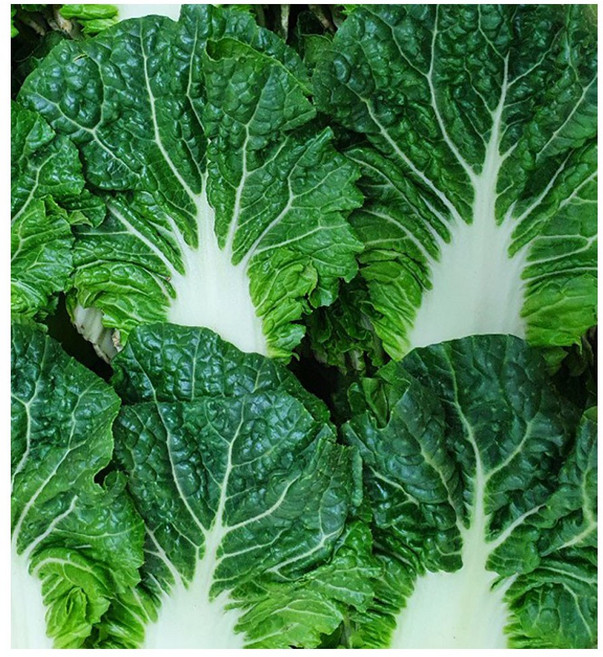 야채왕 쌈배추 쌈추 500g 1kg 박스, 쌈배추1kg, 1개