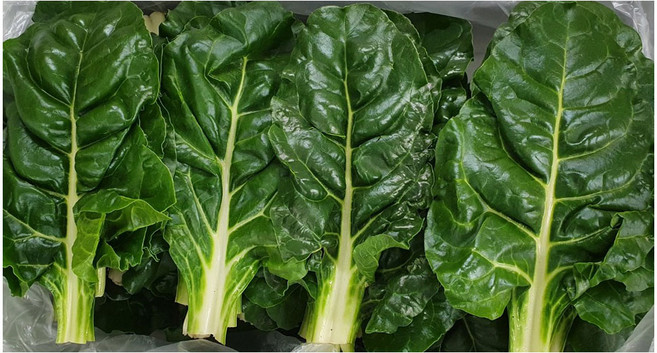 야채왕 근대 1KG / 4KG(3.8~4kg) 박스, 4kg, 1개, 근대  무배