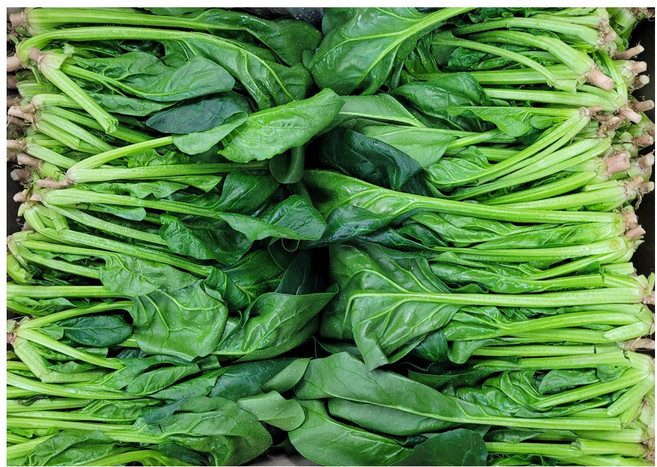 야채왕 싱싱한 시금치 4kg(3.8~4kg) 박스, 4kg, 1박스