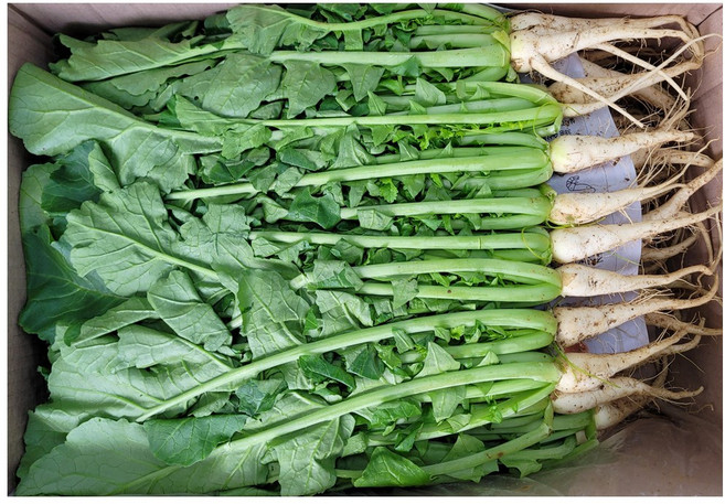 야채왕 국내산 싱싱한 열무 중량별, 열무4kg 무배, 1개, 4k