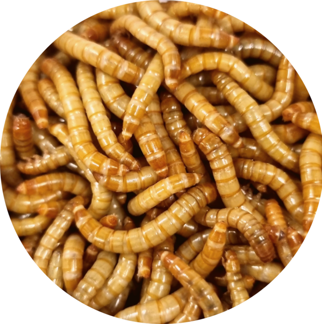 밀웜나라 밀웜 약 2.5cm 대 1kg 약 7 000마리 도매, 도매1kg, 1개