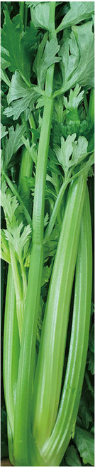 야채왕 샐러리 1단 즙용, 1개, 300g