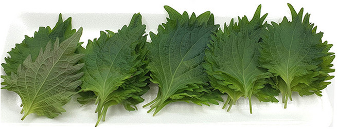 야채왕 시소 1팩 10g 30장내외 허브, 1개, 시소30장