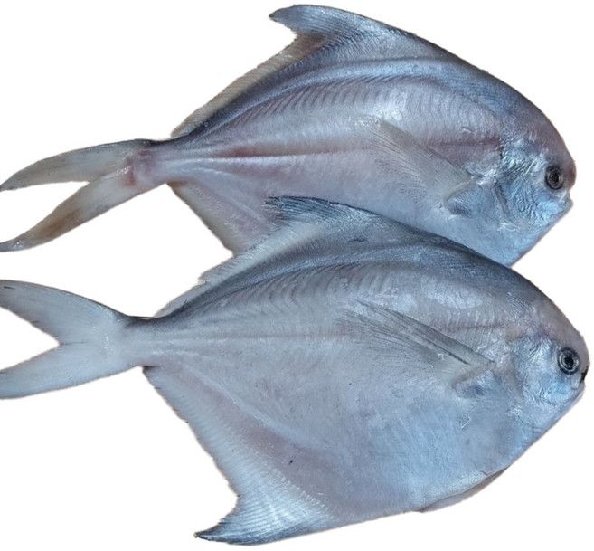 (여수동동식품) 손질 여수 특대병어 300g 이상 / 28cm 내외 1마리 100%국내산 와사비 믹스 간장 증정, 1개