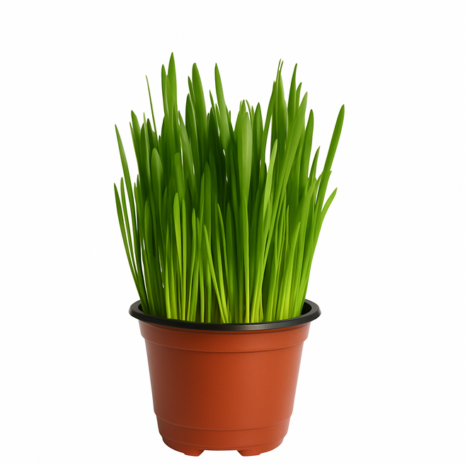 [미니정글] 바로 먹는 캣그라스 귀리 새싹 패키지, 3개