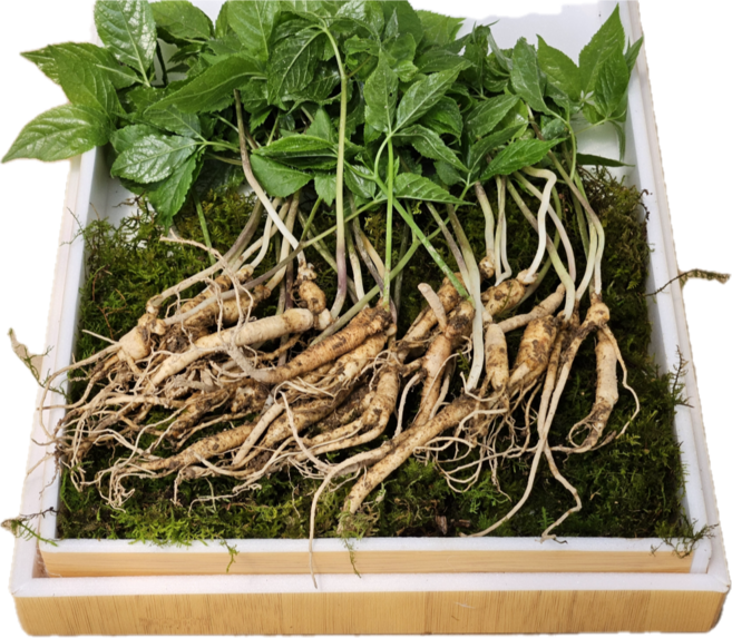 [한국명품산삼] 진짜 지리산 2년근 산양삼 100% 산지직송 선물용 장뇌삼 산양산삼, 2년근 100뿌리, 1개, 3g