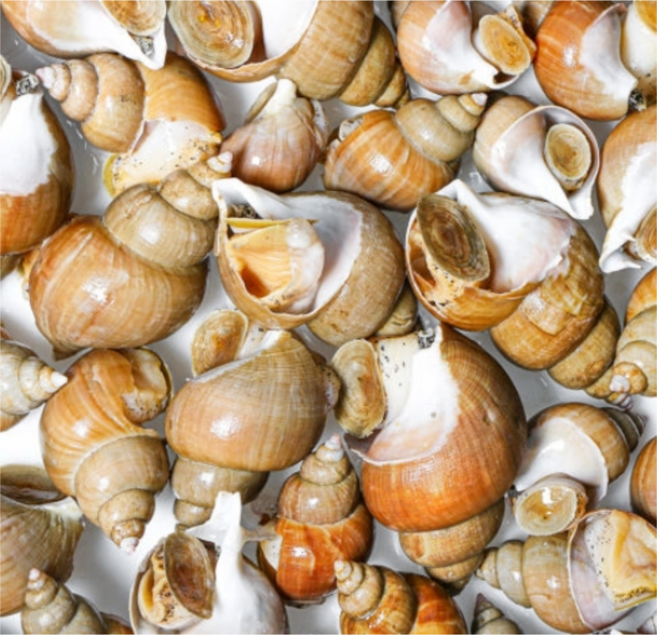 [디어브릭스] 포항 구룡포 최상품 백골뱅이 백고동 고급 선술집 납품용 골뱅이 레스토랑 업소용 식당, 1개, [쫄깃탱글] 생물 백골뱅이 백고동 특대 1KG