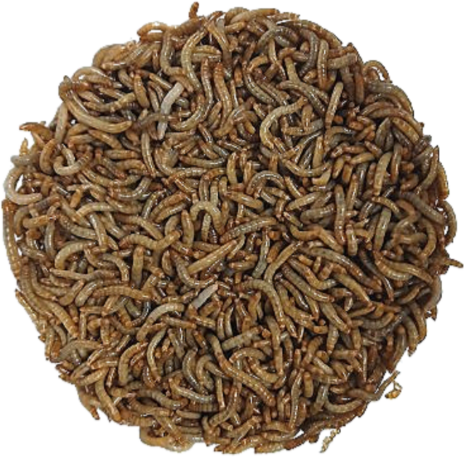 밀웜나라 밀웜, 약 1.5cm 소 1000마리, 1개