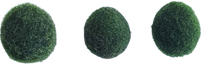 [미초 특가] 마리모 (대형) 3개 / 어린이선물 / 인테리어 / 수경식물 / 새우 수초 / 모스볼 / 마리모