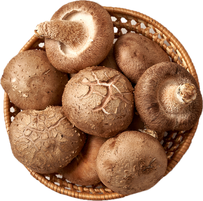 생표고버섯, 실속형 5kg, 1개