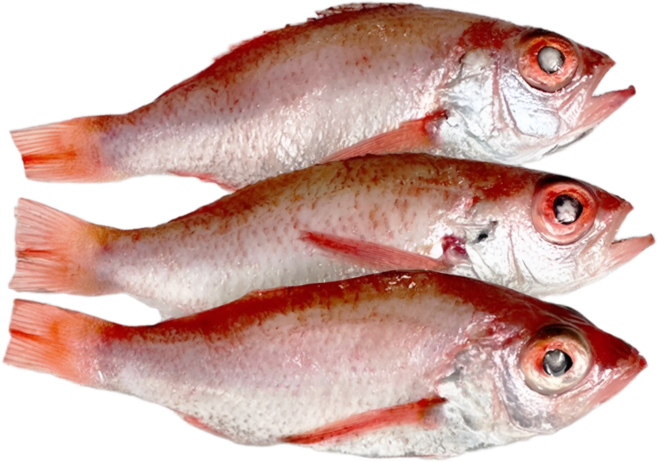 부산공동어시장 경매 후 손질 및 급냉 국내산 금태(아까무스 눈볼대 중량별 판매), 1박스, 200g이상 2마리