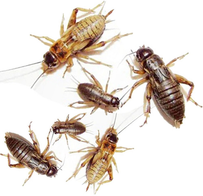 귀뚜라미 먹이 펫테일 토케이 게코도마뱀 파충류 개구리먹이, 25개, 중(1.3cm~1.7cm)