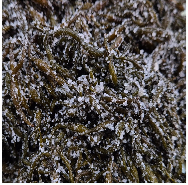 [삼화해조류] 염장 톳, 1개, 10kg