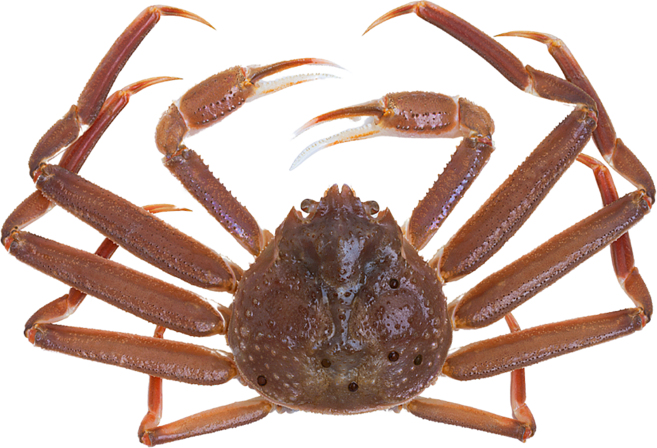 [동해항 당일발송] 특A급 러시아 활대게 박달대게 생물대게 수율보장제도, 5kg, 1개, 4-6미