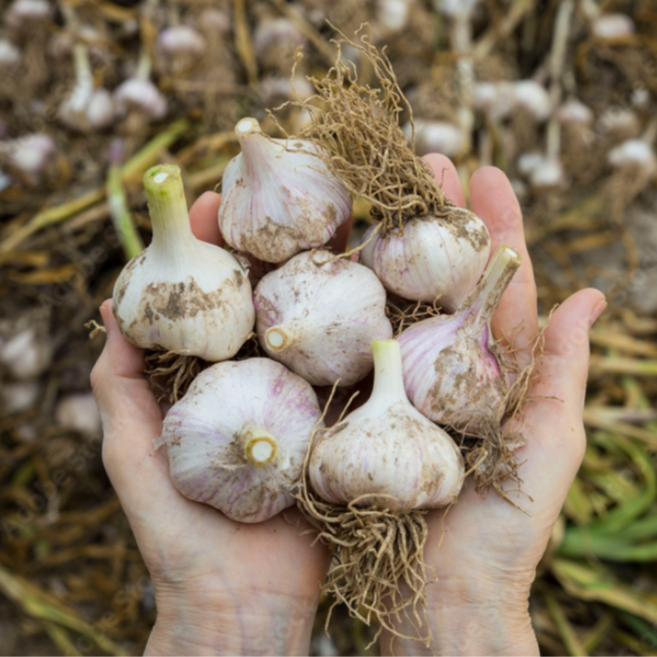 대아프레시 마지막물량 의성 햇육쪽마늘, 100개, 햇 육쪽마늘 특사이즈