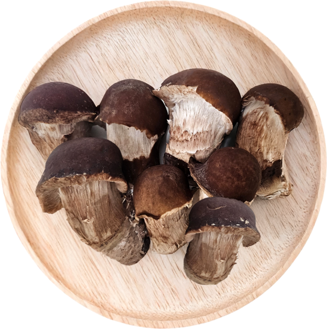 정담 [하진이네] 산지직송 무농약 GAP 참송이버섯, 1개, 상품 1kg