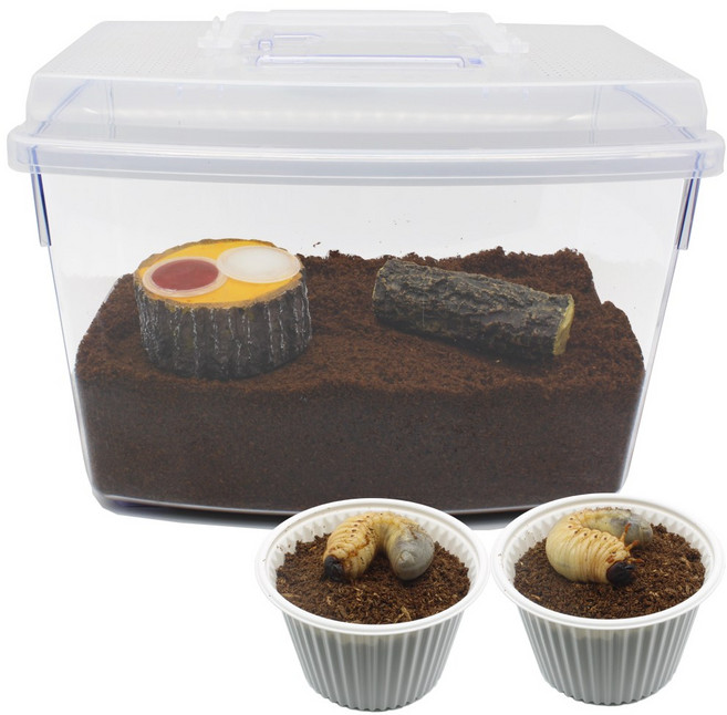 벅스앤미 장수풍뎅이 유충기르기 두마리 풀세트 (성충용품 포함), 1세트