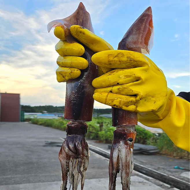 국산 제철 초코오징어 20미 급냉 태안 신진도 통찜, 1개