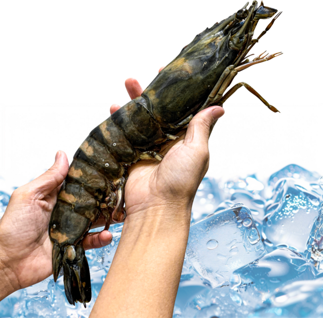 블랙타이거 500g 냉동킹타이거새우 8미 10미 15미 20미 새우소금구이