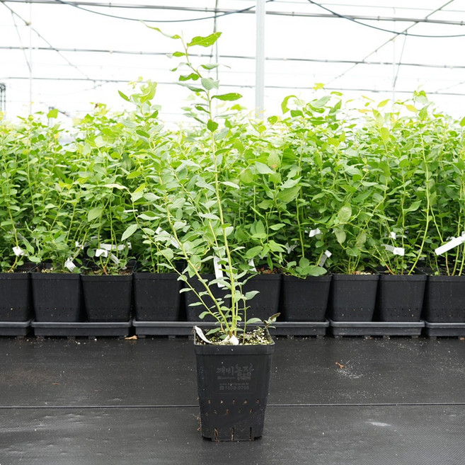 [가정 재배 추천] 깨비농장 블루베리 나무 묘목 재배 키우기, 메가블루, 1개