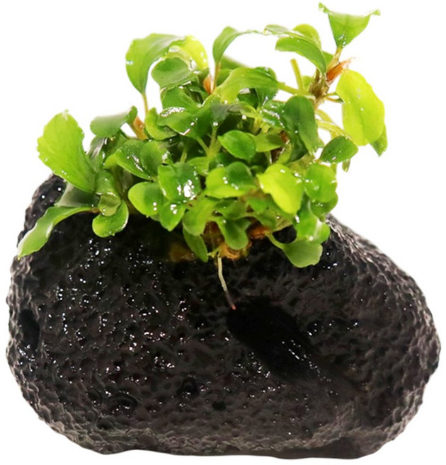 미미네아쿠아 화산석 활착수초 - 부세 웨이비그린, 1개