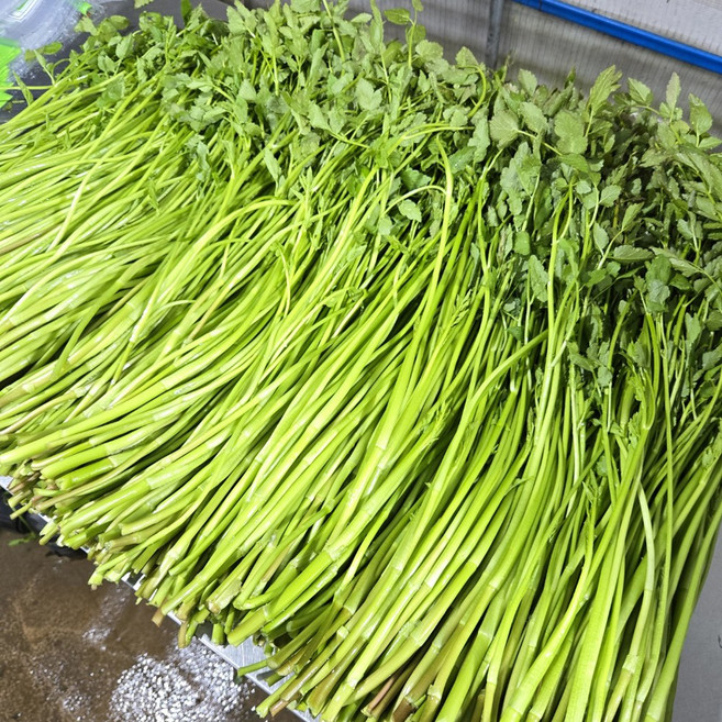 특품 무농약 맥반석 미나리, 1kg, 1박스