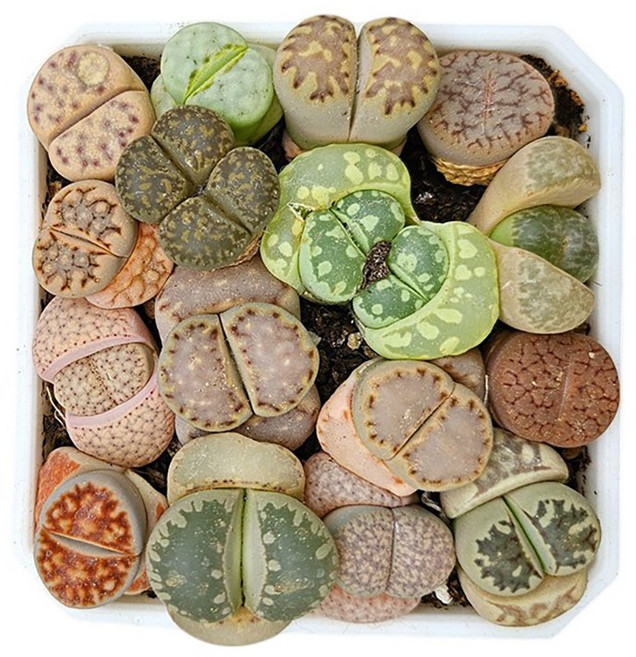 하이선인장 리톱스군락 말발굽선인장 희귀다육 선인장 다육화분 반려식물, 혼합색상, 1개