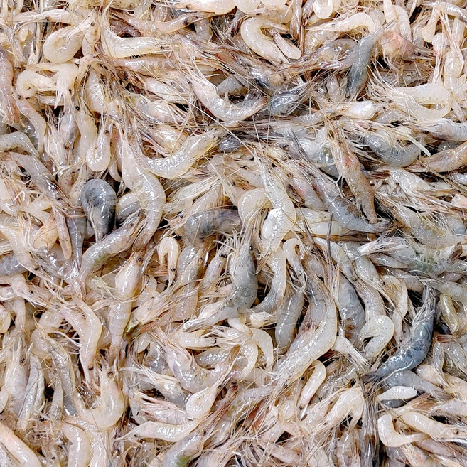 [씨기프트]냉동 민물새우 400g 새우깡 육수 튀김 해물탕 김장, 1개