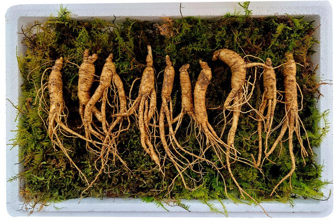 백세산삼 산지직송 산양삼 산양산삼 못난이삼 5-6년근 장뇌삼, 4g, 20개