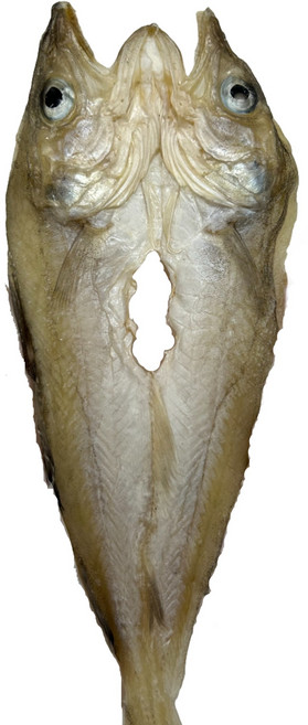 반건조 파지 편대구포, 1세트, 500g