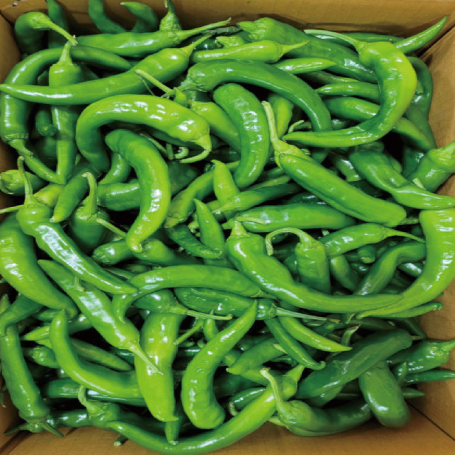 못난이 오이고추 밀양 오이맛 풋고추 1kg 5kg, 오이고추 1kg, 1개