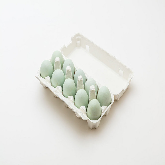 (부화용) 회색 청란계 - 유정란 10개, 1개