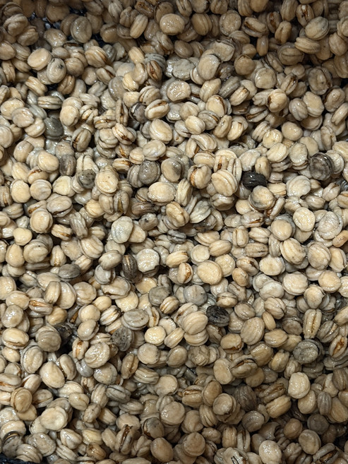 26년 햇 금산 인삼개갑씨앗 1kg 상급 종자업등록된업체 재배용 Ginseng seed, 1개