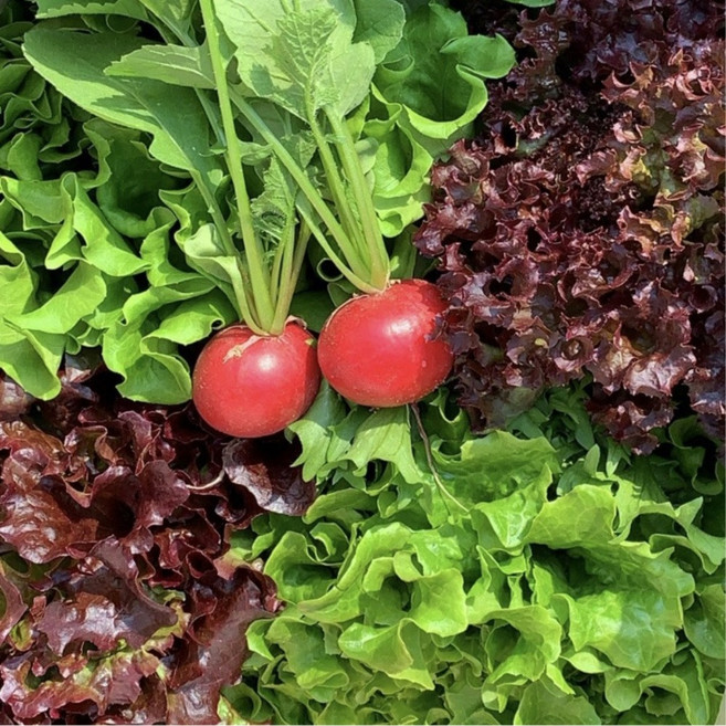 GAP 유럽샐러드 루꼴라 딜 크리스피 버터헤드 로메인 아이스플랜트 7종이상 샐러드 유럽상추 1kg 산지직송, 1개